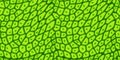 Plant cell texture under a microscope or abstract green seamless pattern Royalty Free Stock Photo