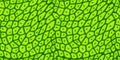 Plant cell texture under a microscope or abstract green seamless pattern Royalty Free Stock Photo