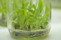 Plant cell and tissue culture technology laboratory