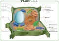 Plant cell Royalty Free Stock Photo