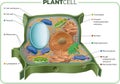 Plant cell