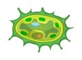 Plant Cells Biological Composition