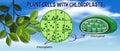 Plant cells with chloroplasts