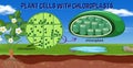 Plant cells with chloroplasts