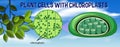 Plant cells with chloroplasts