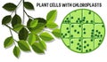 Plant Cells With Choloroplasts