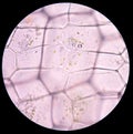 Plant cells under microscope Royalty Free Stock Photo