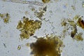 plant cellulose in a soil sample under the microscope Royalty Free Stock Photo