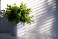 Plant in ceramic pot with Light and shadow, minimalism concept . Greening home with Houseplants. Copyspace. Eco