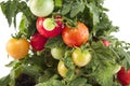 Plant Cherry Tomatoes Closeup