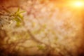 plant of cherry tree on blurred background in sunrise foggy gard