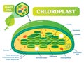 Plant Chloroplast chemical biology vector illustration cross section diagram. Royalty Free Stock Photo