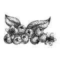 plant chokeberry aronia sketch hand drawn vector