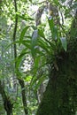 Plant of Clamshell Orchid - Prosthechea cochleata - in Fakahatchee Strand.