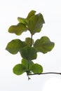 The green leaves of Clematis close-up on a white background