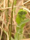 A plant is climbing with the support of grasses. Royalty Free Stock Photo