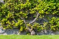 Plant climbing on the wall with bright green leaves Royalty Free Stock Photo