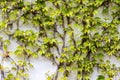 Plant climbing on the wall with bright green leaves Royalty Free Stock Photo