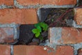 A small plant makes its way through the bricks Royalty Free Stock Photo