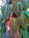 A plant that climbs up a large tree with beautiful leaves