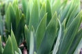 Plant close up. Big leaves