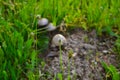 Plant Closeup With Defocused Mushrooms In The Background