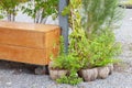 Plant in Coconut Shell Pot for decoration Royalty Free Stock Photo