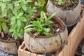 Plant in Coconut Shell Pot for decoration Royalty Free Stock Photo