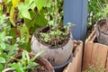 Plant in Coconut Shell Pot for decoration Royalty Free Stock Photo