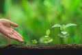 Plant Coffee seedlings in nature Close-Up Of Fresh Green Plant Royalty Free Stock Photo