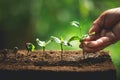 Plant Coffee seedlings in nature Close-Up Of Fresh Green Plant Royalty Free Stock Photo