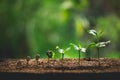 Plant Coffee seedlings in nature Close-Up Of Fresh Green Plant Royalty Free Stock Photo