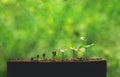 Plant Coffee seedlings in nature Close-Up Of Fresh Green Plant Royalty Free Stock Photo