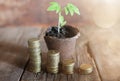 Plant with coins on wooden background