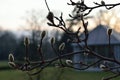 Winter plant in park