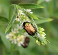 On a plant, a coleoptera beetle Cetonia aurata Royalty Free Stock Photo