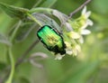 On a plant, a coleoptera beetle Cetonia aurata Royalty Free Stock Photo