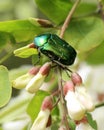 On a plant, a coleoptera beetle Cetonia aurata Royalty Free Stock Photo