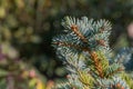 Plant colorado spruce leaves close up view