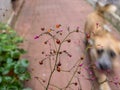 Plant with colorful seeds with blurred dog