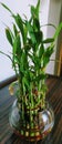 The plant is commonly marketed as `lucky bamboo`.