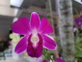 Orchid flowers 113.2