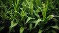 plant corn laurel Royalty Free Stock Photo