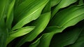 plant corn leaves