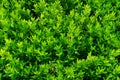 Plant countless fresh and green leaves ,many details green leaves wall background