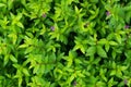 Plant countless fresh and green leaves ,many details green leaves wall background