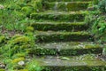 Plant cover stone stairway in the park