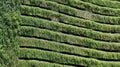 Plant-covered carpark storeys at Gaysorn Tower Royalty Free Stock Photo