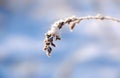 A plant covered with ice and snow on a blue winter background Royalty Free Stock Photo