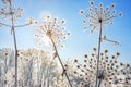 Plant covered with snow against blue sky Royalty Free Stock Photo